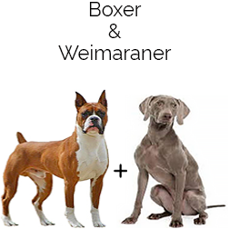 Boxweimar Dog